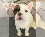 Small Photo #14 French Bulldog Puppy For Sale in W LINN, OR, USA
