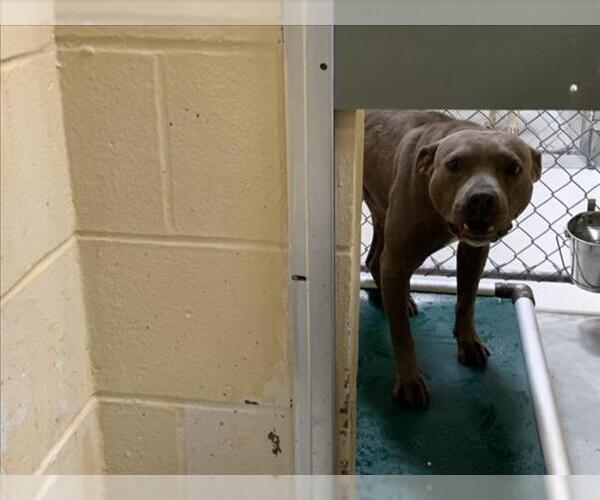 Medium Photo #1 American Pit Bull Terrier-Unknown Mix Puppy For Sale in Tulsa, OK, USA