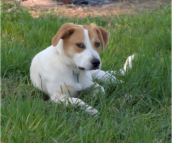 Medium Photo #3 Labrador Retriever-Unknown Mix Puppy For Sale in Alexander, AR, USA