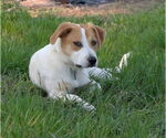 Small #2 Labrador Retriever Mix