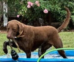 Mother of the Chesapeake Bay Retriever puppies born on 07/12/2025