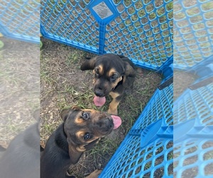 Bloodhound Puppy for sale in KISSIMMEE, FL, USA