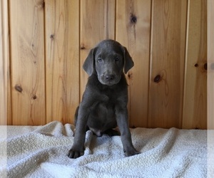 Labrador Retriever Puppy for sale in FREDERICKSBURG, OH, USA