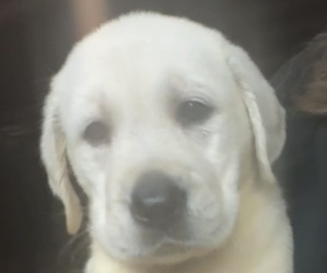 Labrador Retriever Puppy for Sale in FORT MC COY, Florida USA