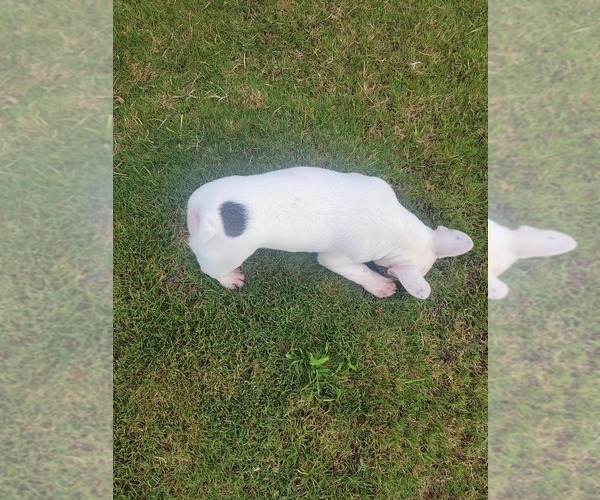 Medium Photo #13 French Bulldog Puppy For Sale in OPELIKA, AL, USA