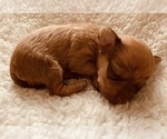 Small Photo #3 Chorkie Puppy For Sale in LA SIERRA, CA, USA
