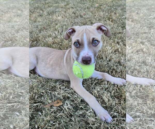 Medium Photo #1 Mutt Puppy For Sale in Greenville, SC, USA