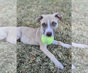 Mutt Dogs for adoption in Greenville, SC, USA