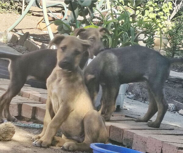 Medium Photo #6 Mutt Puppy For Sale in Fallbrook, CA, USA