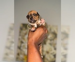 Small #3 American Bully