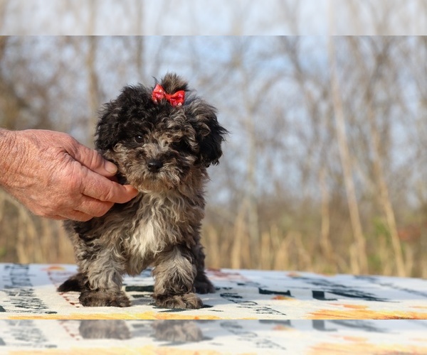 Medium Photo #17 ShihPoo Puppy For Sale in DYERSBURG, TN, USA