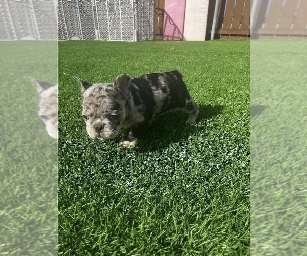 Full screen Photo #5 French Bulldog Puppy For Sale in SAN DIEGO, CA, USA