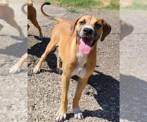 Boxer-Unknown Mix Dogs for adoption in San Antonio, TX, USA