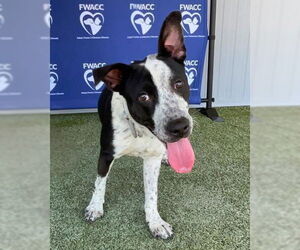 American Pit Bull Terrier-Unknown Mix Dogs for adoption in Oak Bluffs, MA, USA