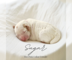 Image preview for Ad Listing. Nickname: Sugar