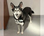 Small #1 German Shepherd Dog-Siberian Husky Mix