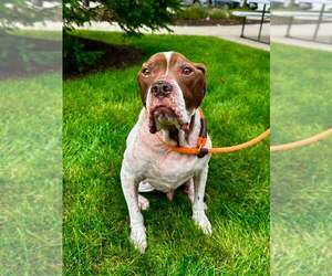 Mutt Dogs for adoption in Crete, IL, USA