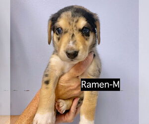 Catahoula Leopard Dog Dogs for adoption in GILBERTS, IL, USA