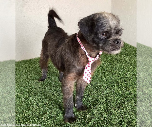 Medium Photo #3 Pug-A-Poo Puppy For Sale in San Diego, CA, USA