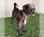 Small #2 Pug-A-Poo