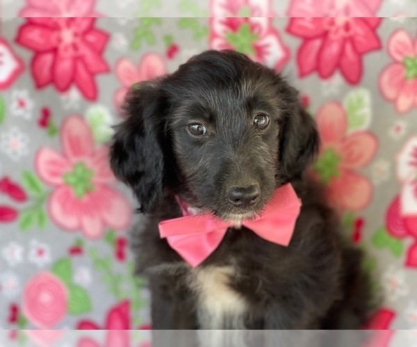 Medium Photo #2 Aussiedoodle Puppy For Sale in LANCASTER, PA, USA
