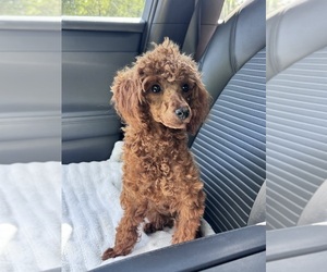 Poodle (Miniature) Puppy for sale in ELIZABETHTOWN, KY, USA