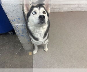 Siberian Husky Dogs for adoption in San Bernardino, CA, USA