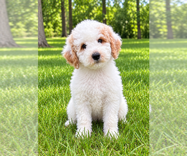 Medium Photo #10 Poodle (Miniature) Puppy For Sale in FAIR HAVEN, MI, USA