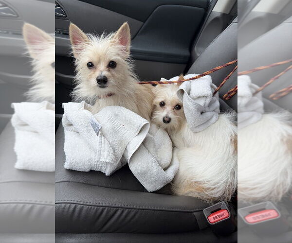 Medium Photo #6 Chihuahua-Unknown Mix Puppy For Sale in San Diego , CA, USA