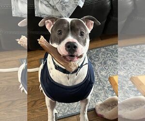 Niles - Male American Pit Bull Terrier Dog for Adoption - Photo #2