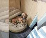 Small Photo #1 Dachshund Puppy For Sale in PELZER, SC, USA