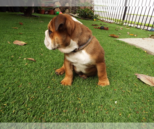 Medium Photo #7 Bulldog Puppy For Sale in SANTA ANA, CA, USA