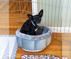Chihuahua-Unknown Mix Dogs for adoption in Cranston, RI, USA