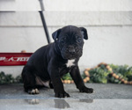 Small Photo #22 Cane Corso Puppy For Sale in BIRD IN HAND, PA, USA