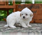 Small #4 Shih Tzu