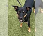 Small Australian Kelpie Mix