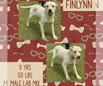 Small #4 Labrador Retriever Mix