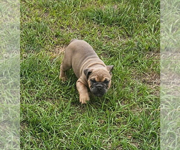 Medium Photo #2 Bulldog Puppy For Sale in ZEPHYRHILLS, FL, USA