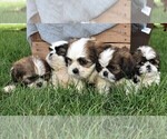 Small Photo #2 Shih Tzu Puppy For Sale in NARVON, PA, USA