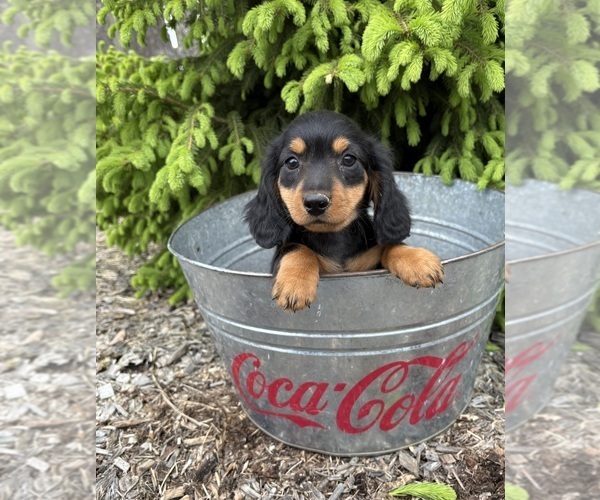 Medium Photo #2 Dachshund Puppy For Sale in MIDDLEBURY, IN, USA
