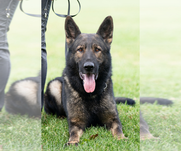Medium Photo #5 German Shepherd Dog Puppy For Sale in NEWVILLE, PA, USA