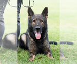Small #4 German Shepherd Dog