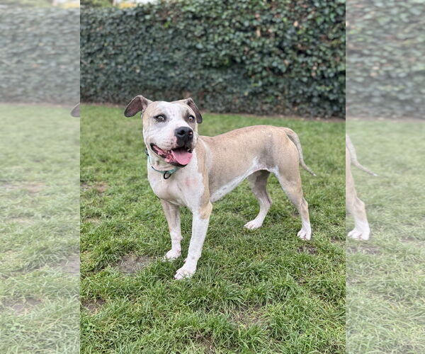 Medium Photo #2 Staffordshire Bull Terrier-Unknown Mix Puppy For Sale in Woodland Hills, CA, USA