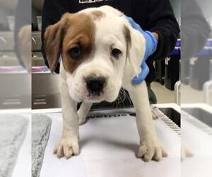 Boxer Dogs for adoption in Riverside, CA, USA
