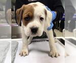 Small Boxer