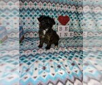 Small Photo #2 Poodle (Toy) Puppy For Sale in LAPEER, MI, USA