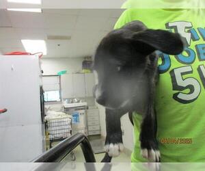 Mutt Dogs for adoption in Oklahoma City, OK, USA