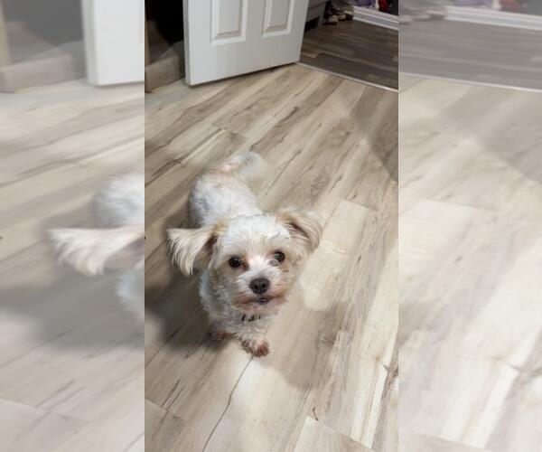 Medium Photo #3  Puppy For Sale in , 