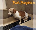 Small #7 Dachshund