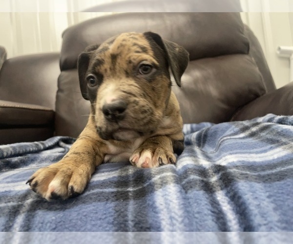 Medium Photo #64 American Bully Puppy For Sale in REESEVILLE, WI, USA